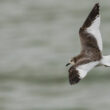 Jeune Mouette de Sabine